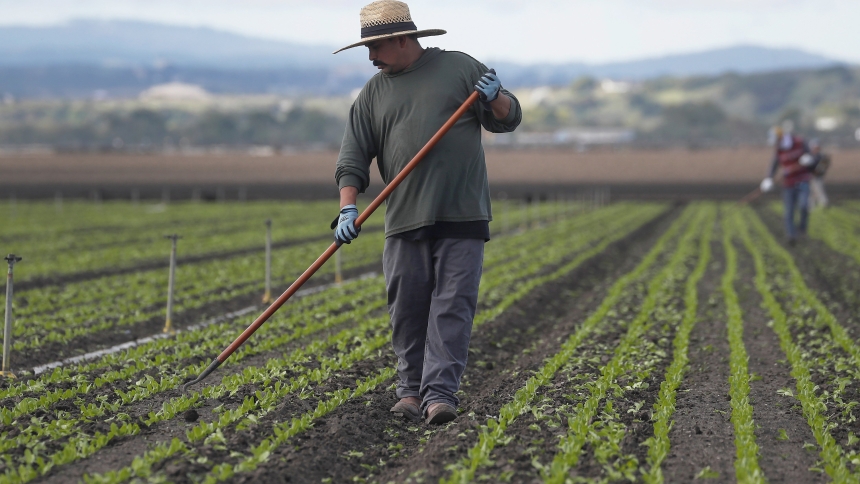 A migrant farmworker cleans the fields in the Salinas Valley near Salinas, Calif., March 30, 2020. National Farmworkers Awareness Week is celebrate during the week of March 25-31, 2025. (OSV News photo/Shannon Stapleton, Reuters)
